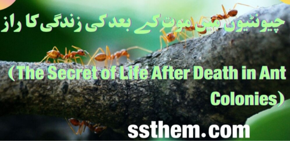 Read more about the article The Secret of Life After Death in Ant Colonies